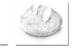 bulka