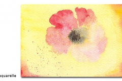 mohn