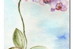 orchidea